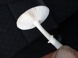 Amanita velatipes image