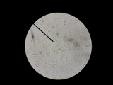Amanita velatipes image