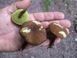 Boletellus chrysenteroides image