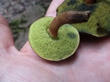 Boletellus chrysenteroides image