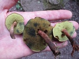 Boletellus chrysenteroides image