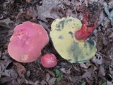 Boletus pallidoroseus image