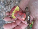 Boletus pallidoroseus image
