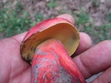 Boletus pallidoroseus image