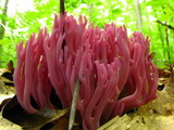 Clavaria zollingeri image