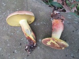 Lanmaoa pseudosensibilis image