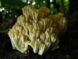 Ramaria formosa image