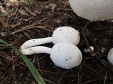 Leucocoprinus cepistipes image