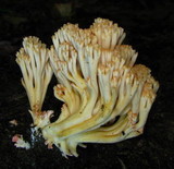 Ramaria formosa image