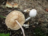 Leucocoprinus cepistipes image