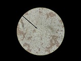 Leucocoprinus cepistipes image