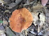 Lactarius peckii image