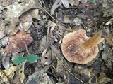 Lactarius peckii image