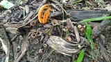 Pseudocolus fusiformis image