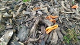 Pseudocolus fusiformis image
