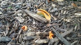 Pseudocolus fusiformis image