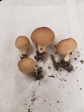 Lycoperdon umbrinum image