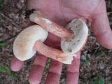 Xanthoconium purpureum image