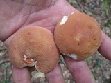 Xanthoconium purpureum image