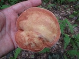 Xanthoconium purpureum image