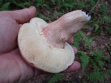 Xanthoconium purpureum image