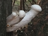 Pleurotus dryinus image
