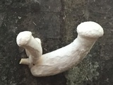 Pleurotus dryinus image