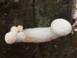 Pleurotus dryinus image