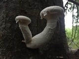 Pleurotus dryinus image