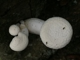 Pleurotus dryinus image
