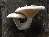 Pleurotus dryinus image
