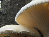 Pleurotus dryinus image