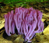 Clavaria zollingeri image