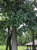 Caloboletus inedulis image