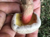 Caloboletus inedulis image