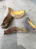 Caloboletus inedulis image