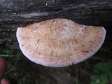 Trichaptum abietinum image