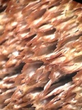 Trichaptum abietinum image