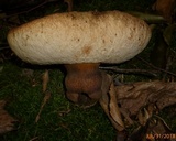 Tylopilus ferrugineus image