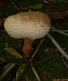 Tylopilus ferrugineus image