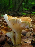 Clitocybe gibba image
