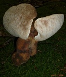 Tylopilus ferrugineus image