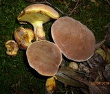 Lanmaoa pseudosensibilis image
