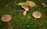 Lanmaoa pseudosensibilis image