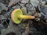 Xerocomus illudens image