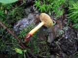 Xerocomellus marekii image