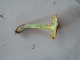 Xerocomellus marekii image