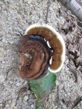 Ganoderma lobatum image