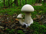 Clitocybe robusta image