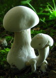 Clitocybe robusta image